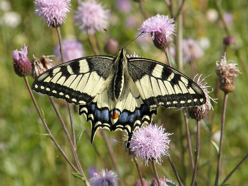 Papilio  machaon  L.  Махаон  (Красная  книга  СССР)
