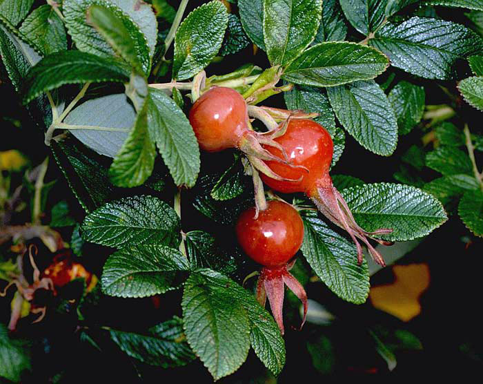 Шиповник коричный (Шмайский) Rosa cinnamomea R.
