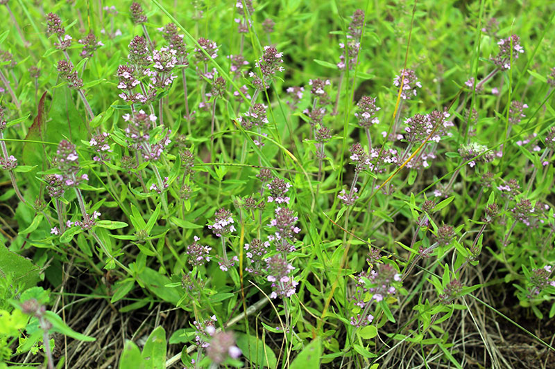 Тимьян  (чабрец)  Маршалла  -  Thymus  marschallianus  L.
