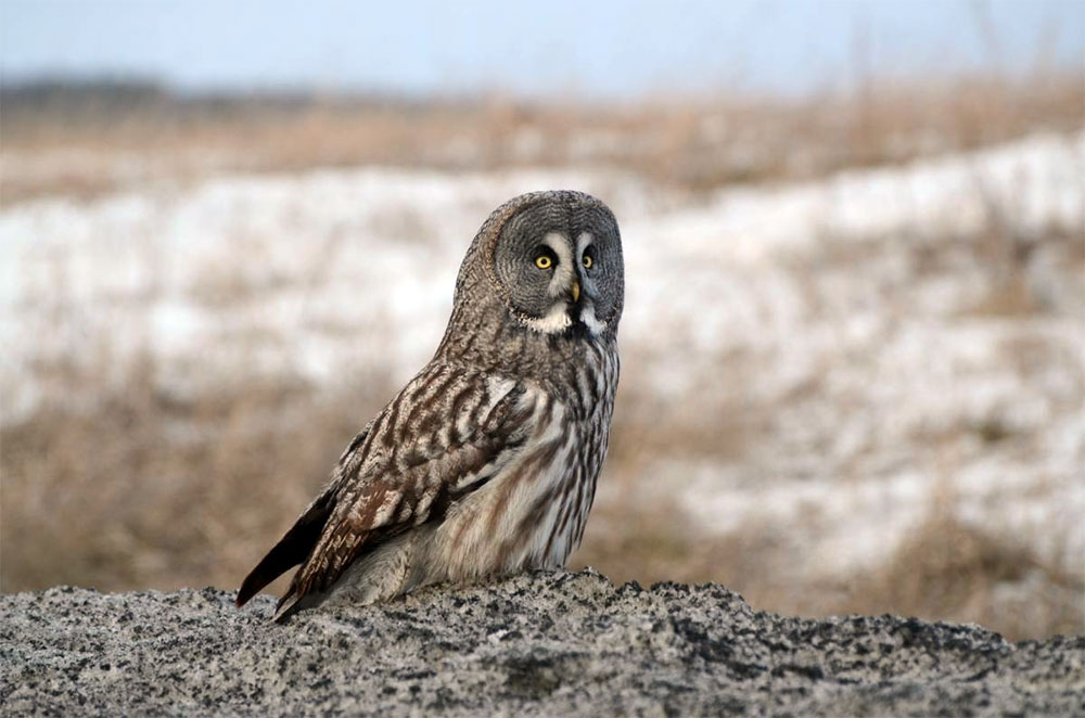 Бородатая неясыть  Strix nebulosa Forster
