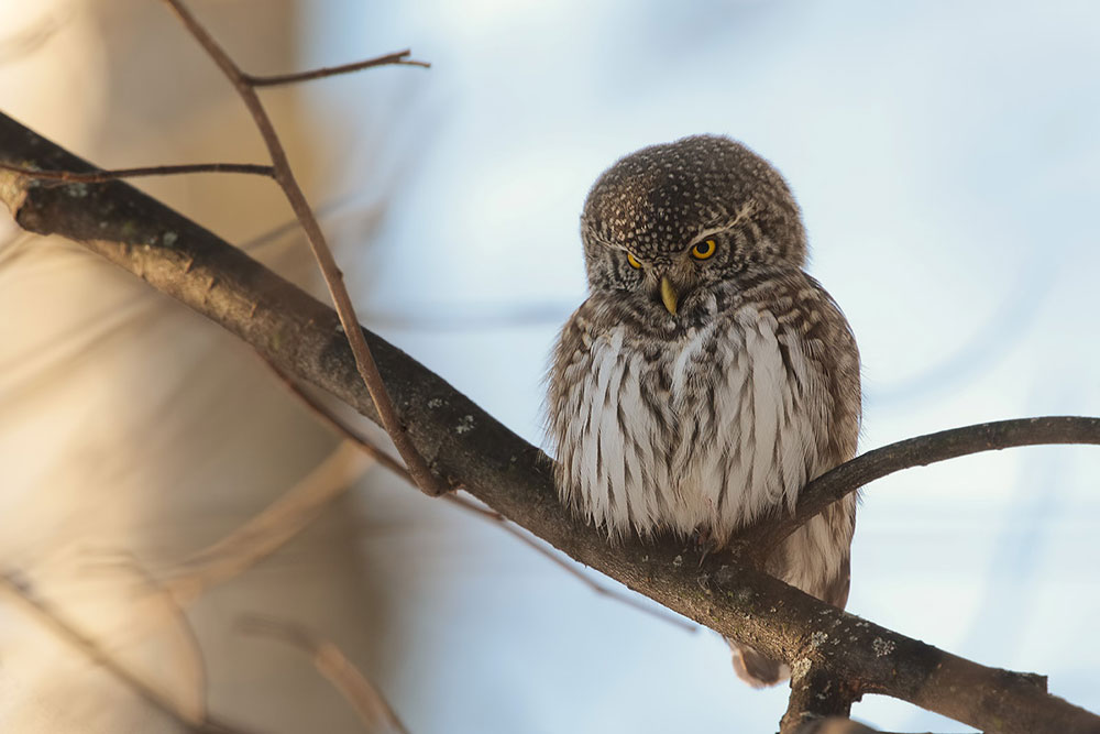 Воробьиный сыч  Glaucidium passerinum L.
