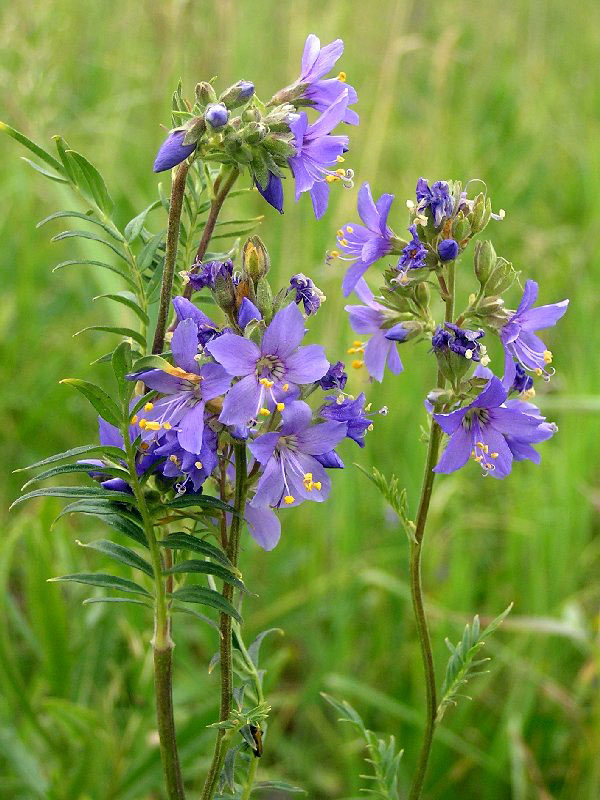 Синюха лазоревая - Polemonium coeruleum L.
