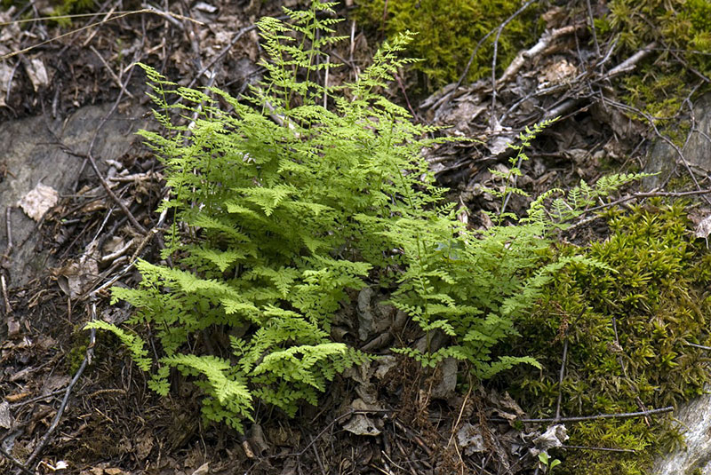 Пузырник ломкий Cystopteris fragilis
