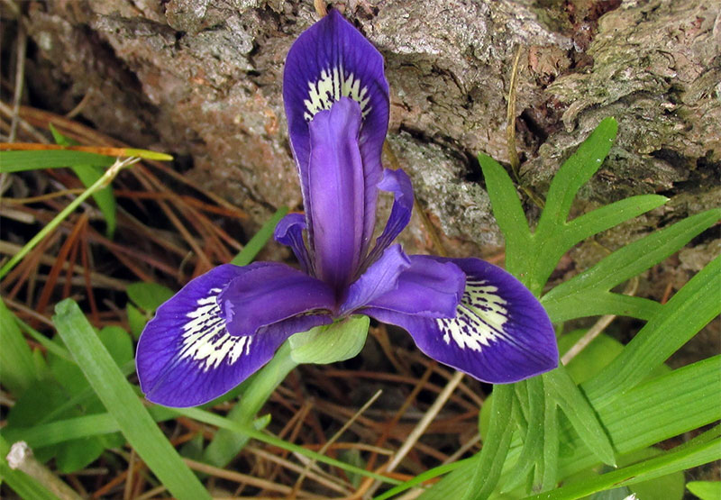 Ирис русский - Iris ruthenica Ker-Gawl.
