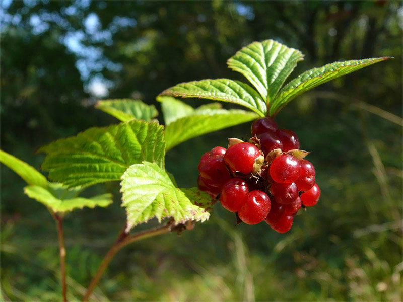 Костяника каменистая - Rubus saxatilis L.
