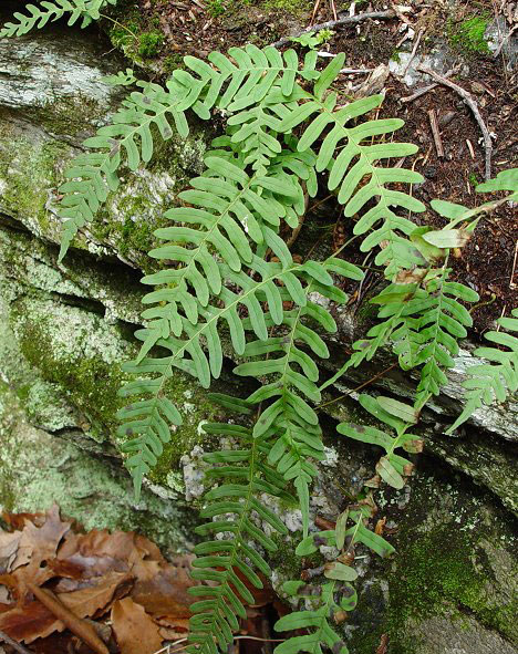 Многоножка виргинская   Polypodium virginianum
