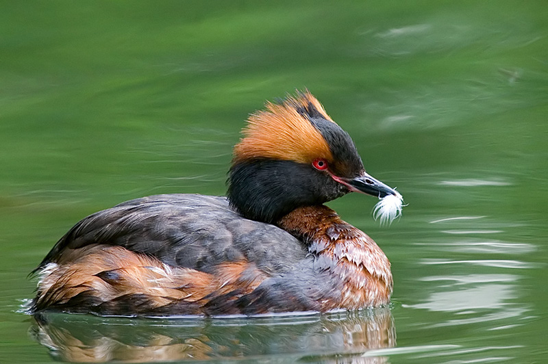 Красношейная поганка - Podiceps auritus
