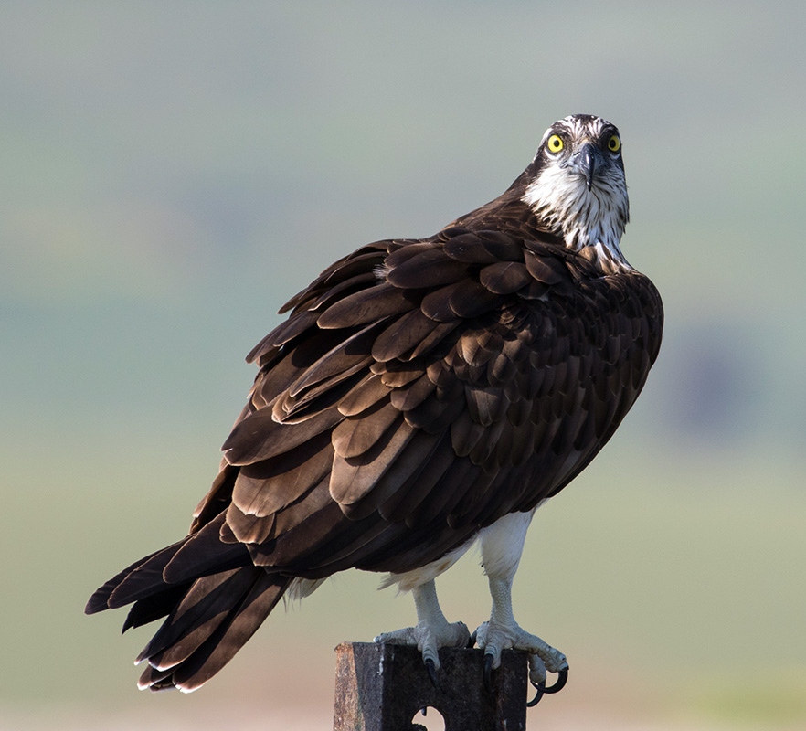 Скопа Pandion haliaetus L.
