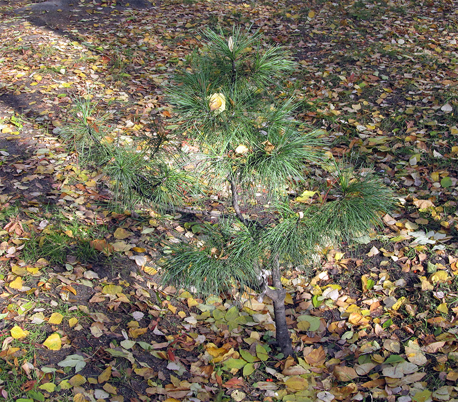 Сосна сибирская (кедр) - Pinus sibirica Du Tour
