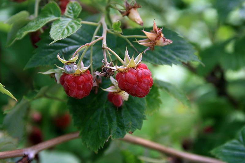 Малина обыкновенная - Rubus idaeus L.
