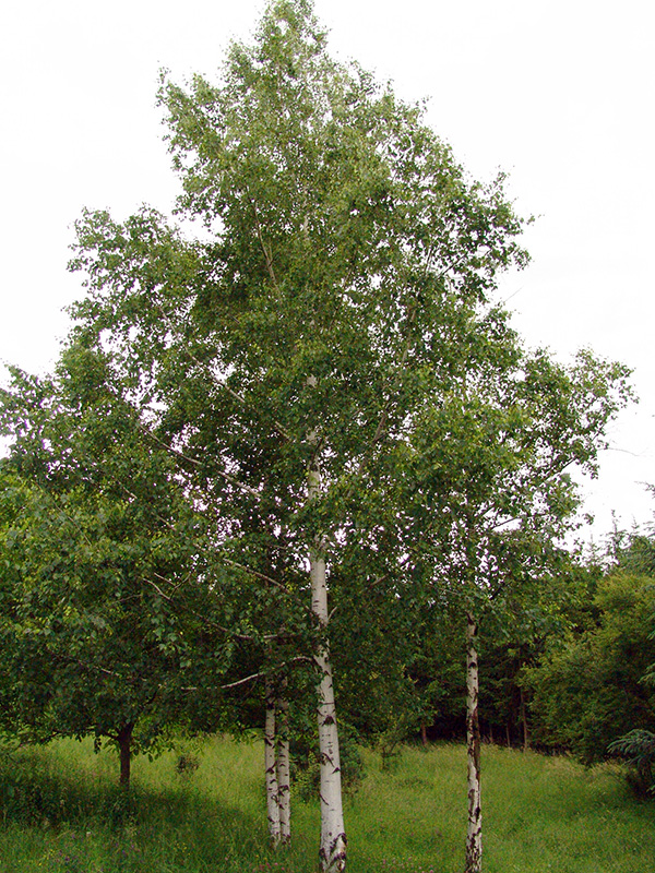 Береза повислая - Betula pendula Roth.
