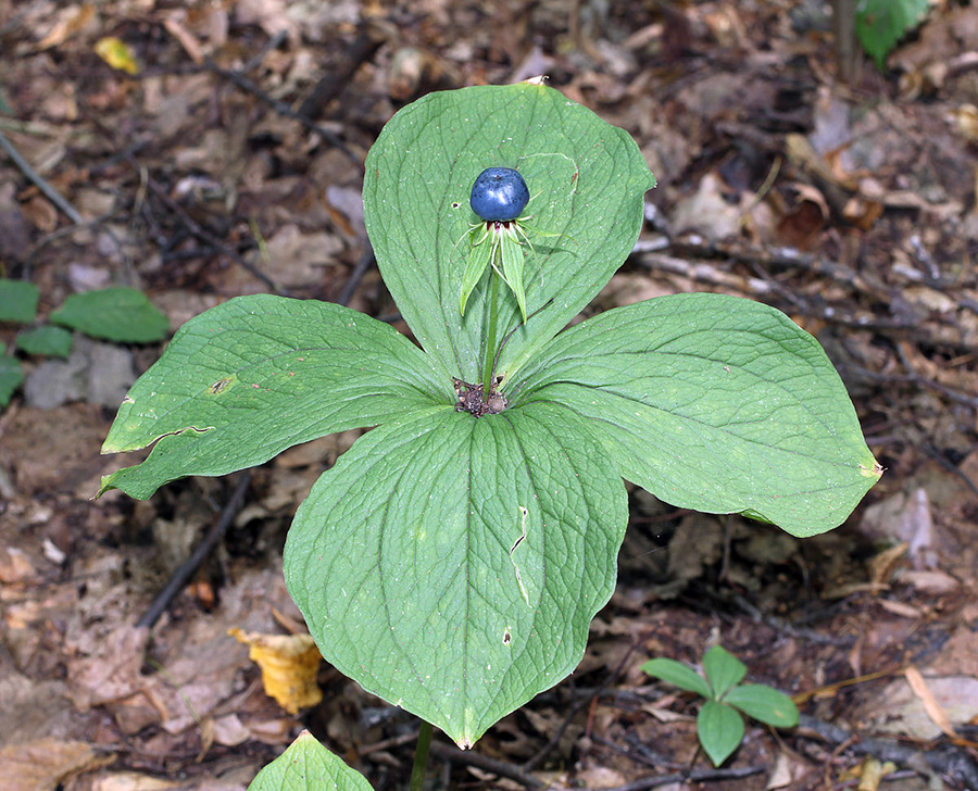 Вороний глаз Paris guadrifolia L.
