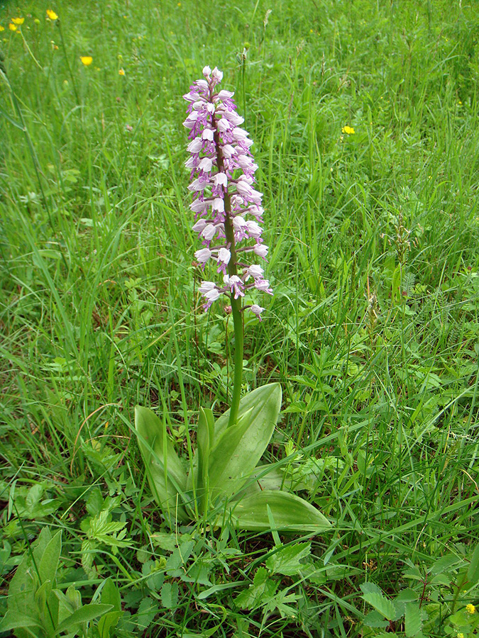 Ятрышник шлемоносный - Orchis militaris L.
