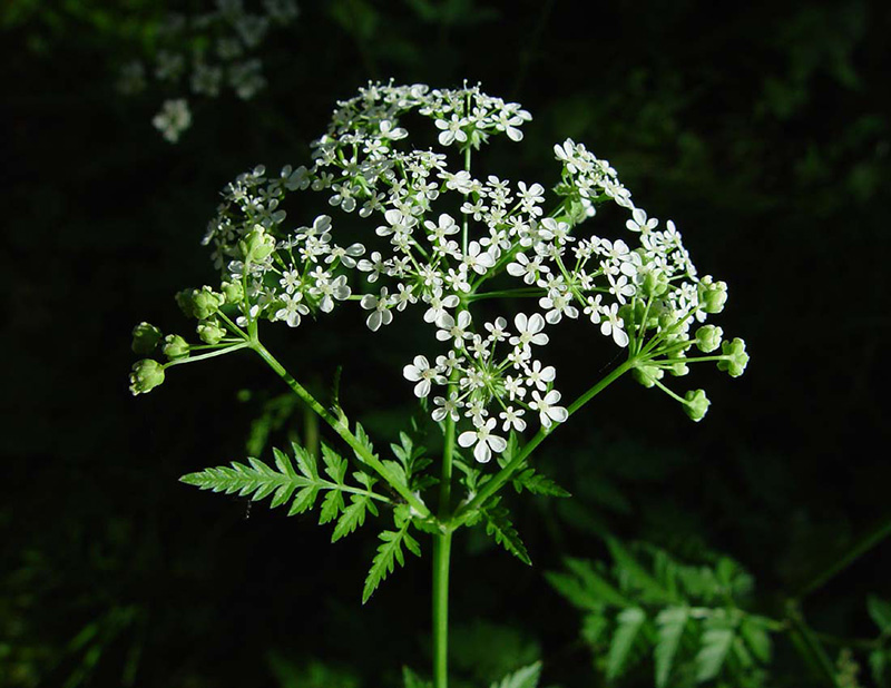 Купырь лесной Anthriscus sylvestris L.
