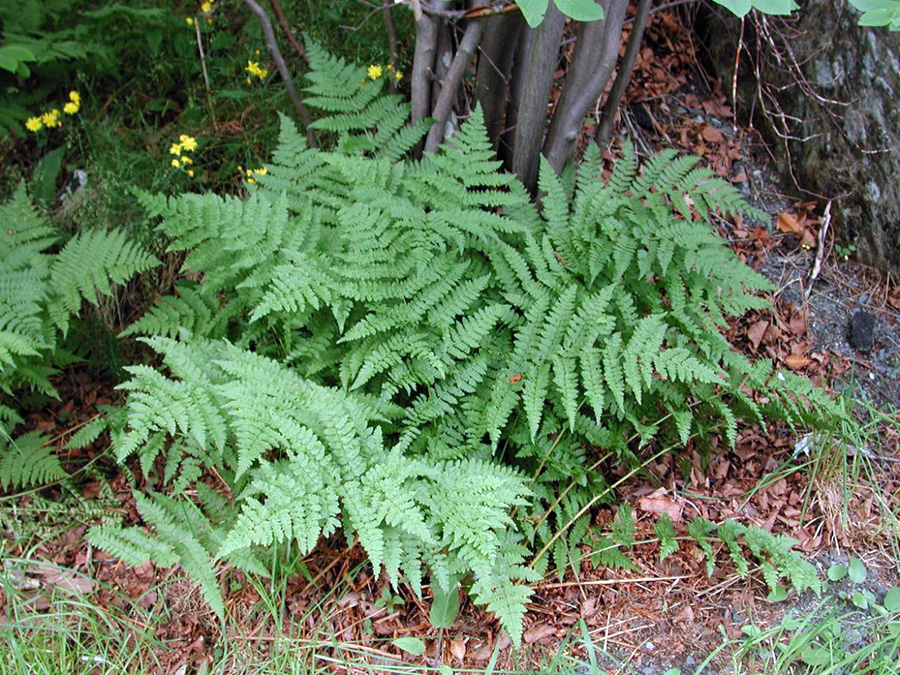 Кочедыжник женский - Athyrium filix femina Roth.
