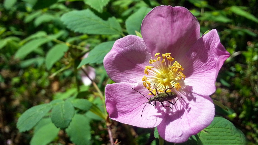 Шиповник иглистый - Rosa acicularis Lindl.
