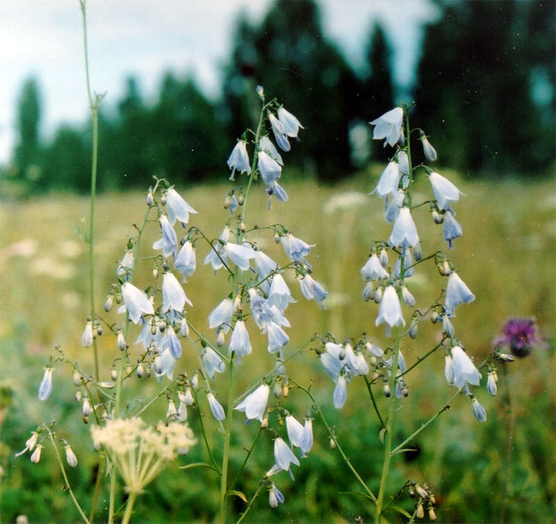 Бубенчик лилиелистный - Adenophora lilifolia L.
