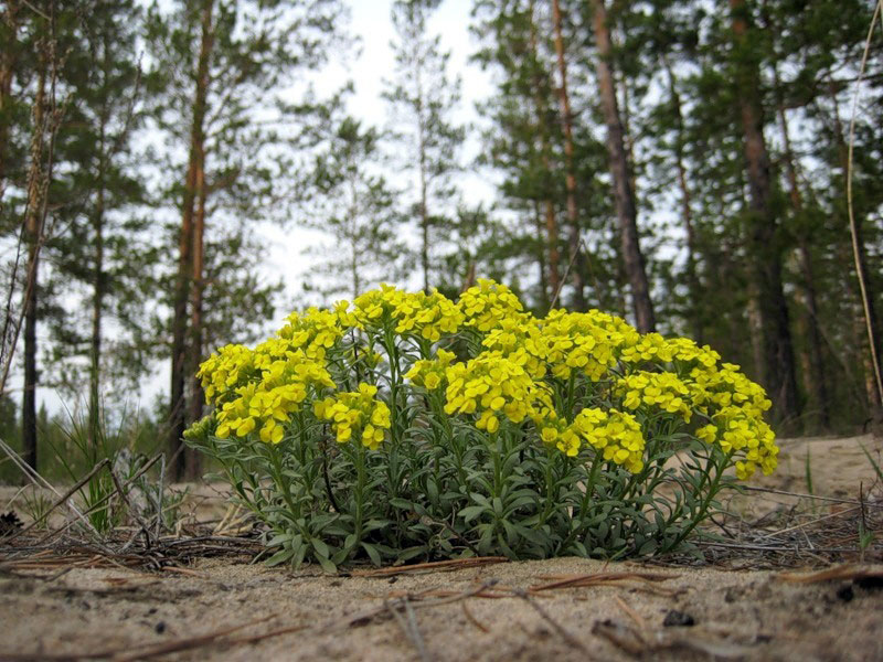 Бурачок ленский Alyssum lenense
