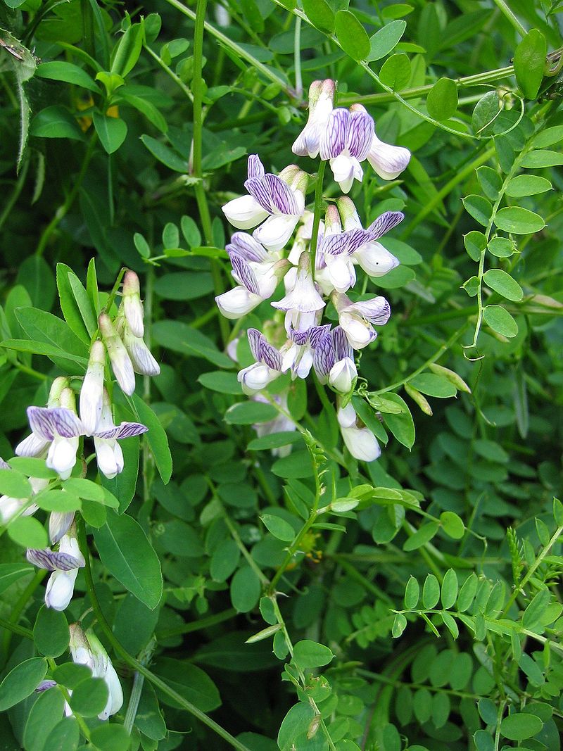 Горошек лесной - Vicia silvatica L.
