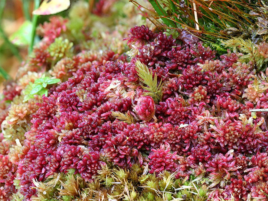 Сфагнум красноватый - Sphagnum rubelnlum
