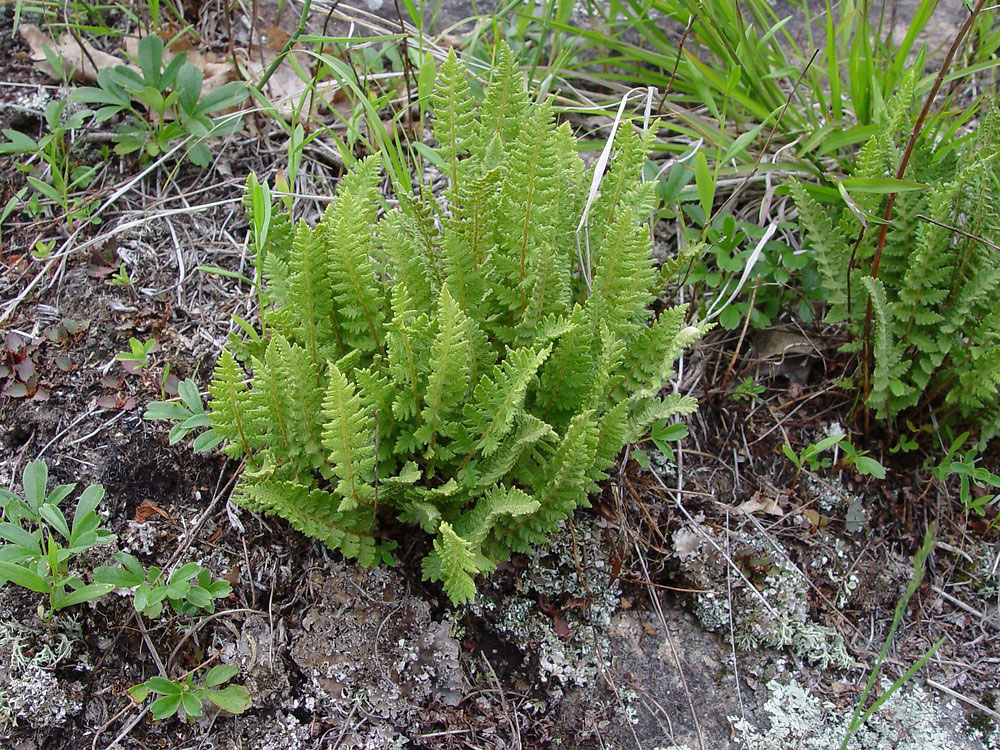 Вудсия эльбская Woodsia ilvensis
