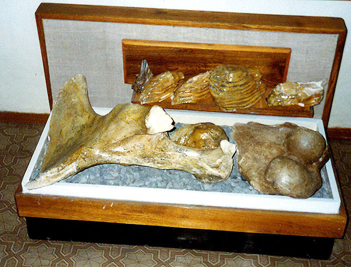 Кости мамонта из раскопок "Волчья грива". Музей г. Каргат
