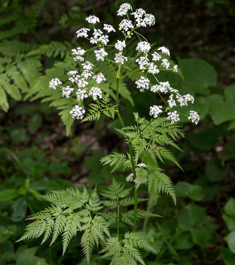 Купырь лесной - Anthriscus sylvestris L. 
