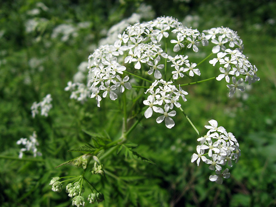 Купырь лесной - Anthriscus sylvestris L. 
