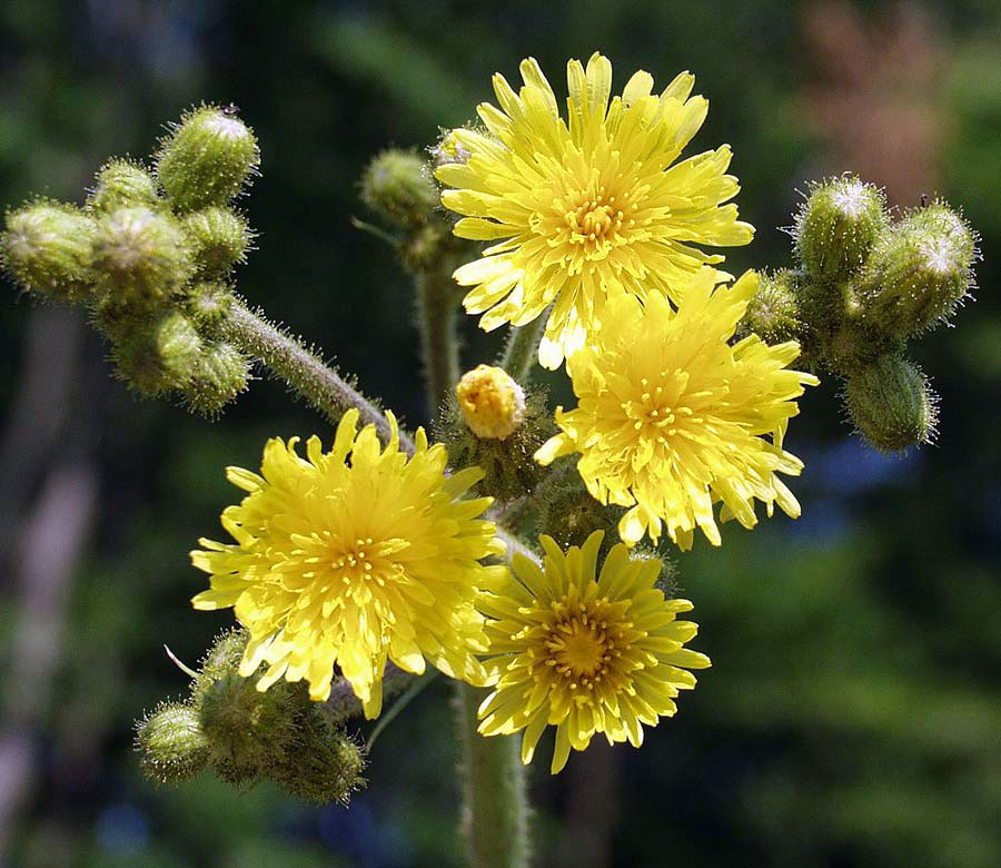 Осот болотный - Sonchus palustris L.
