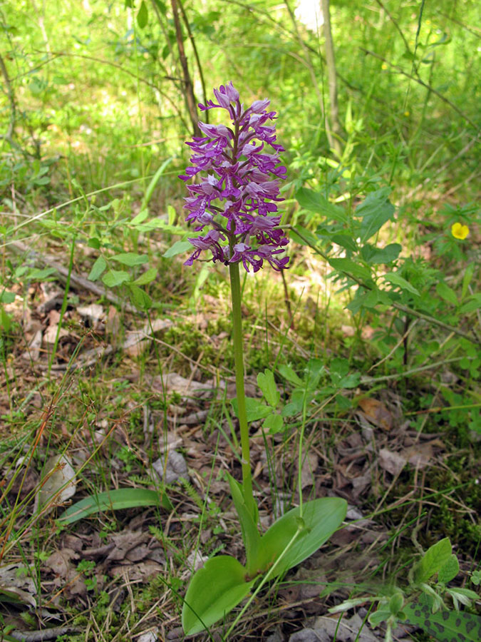 Пальцекорник балтийский - Dactylorhiza baltica Orlova 
