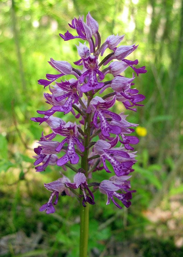 Пальцекорник балтийский - Dactylorhiza baltica Orlova 
