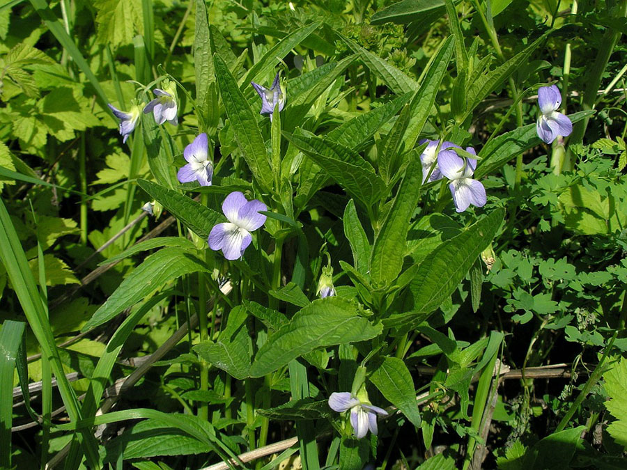 Фиалка горная - Viola montana L.
