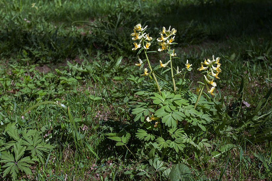 Хохлатка прицветниковая - Corydalis bracteata 
