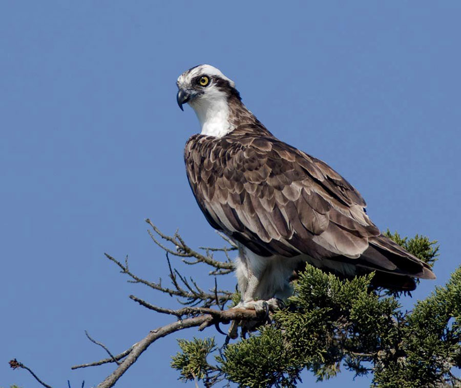 Скопа - Pandion haliaetus L.
