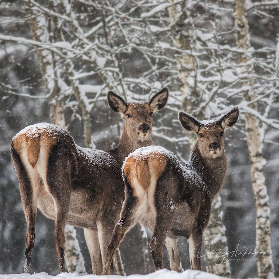 Косуля сибирская. Фото Д. Архипов
