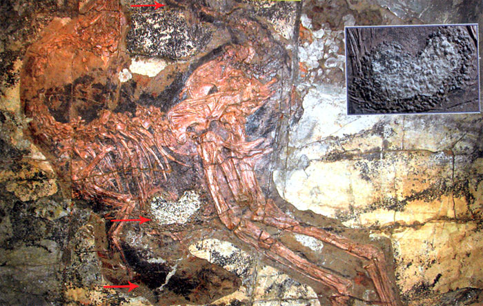 Каудиптерикс из раннего мела Китая относится к тероподобным динозаврам. Характерны небольшие перья на хвосте и концах передних конечност
