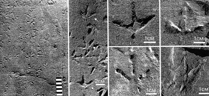 Следы и следовые дорожки мелких птиц из верхнетриасовых отложений Аргентины
