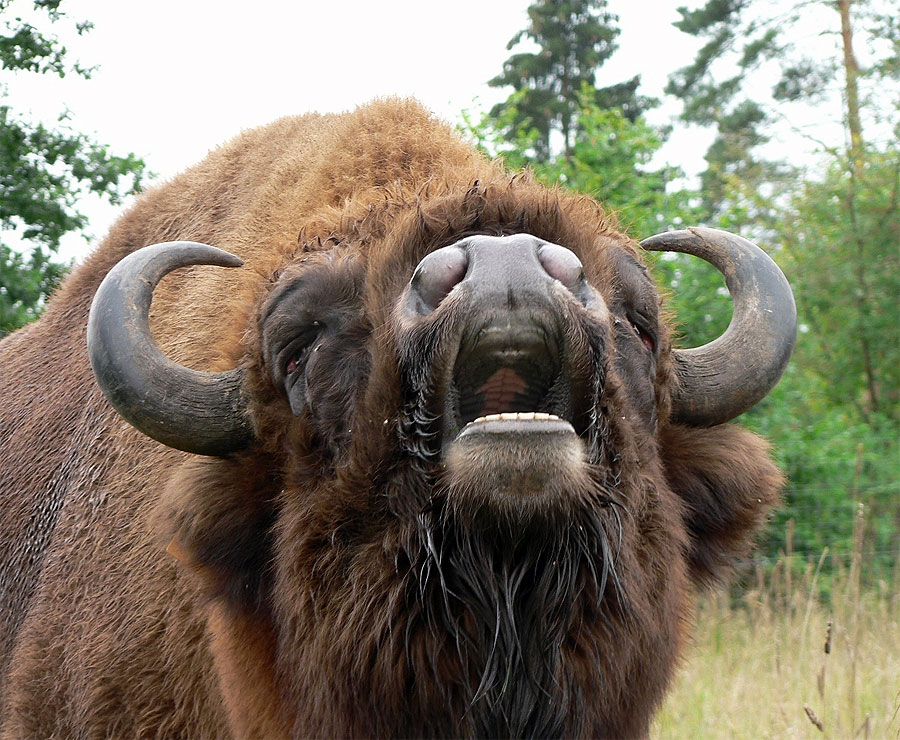 bison001.jpg