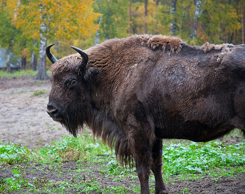 bison009.jpg