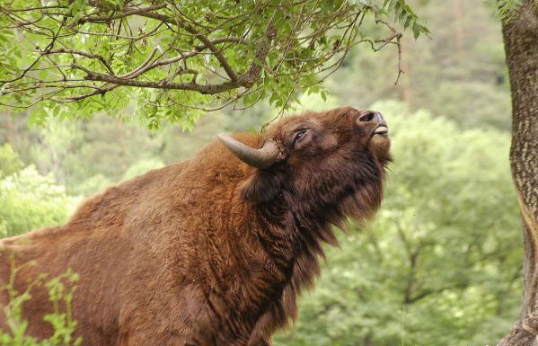 bison011.jpg