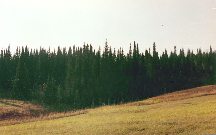 Темнохвойный пихтовый лес. Место произрастания надбородника безлистного (Красная книга СССР)
