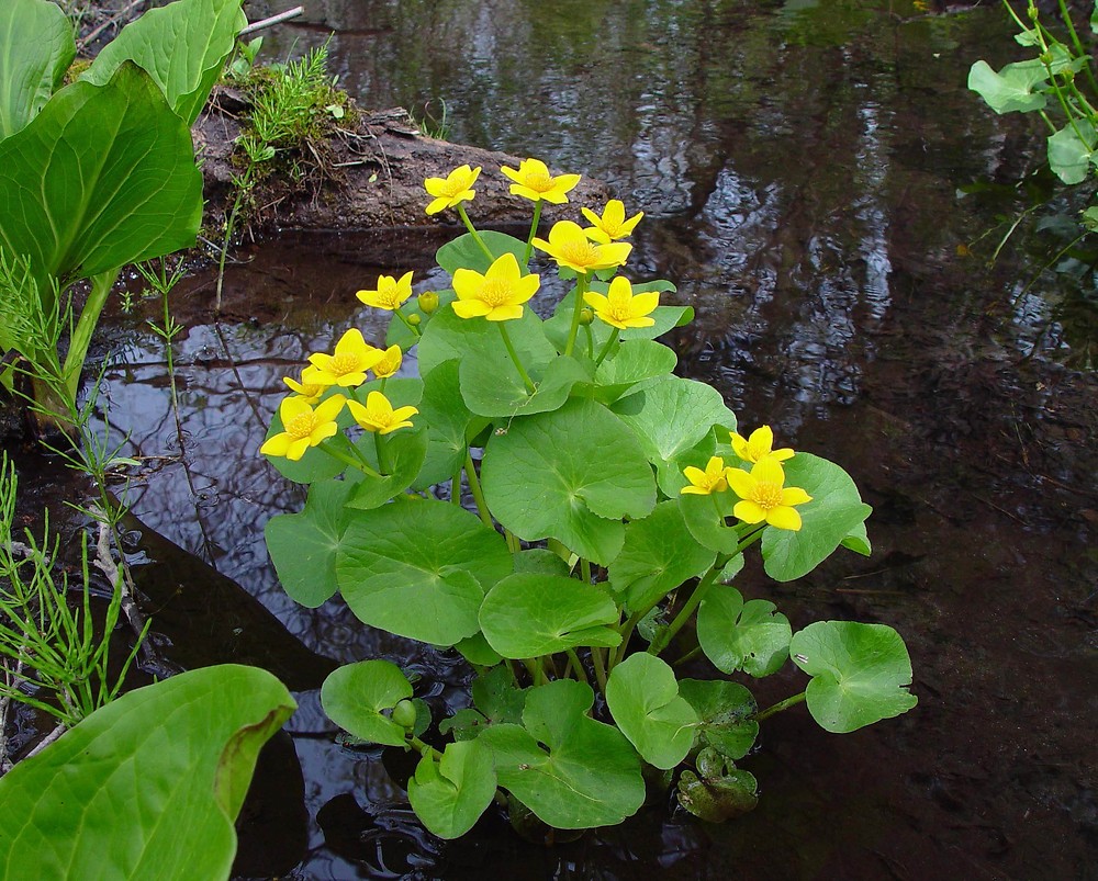 Caltha palustris - Калужница болотная
