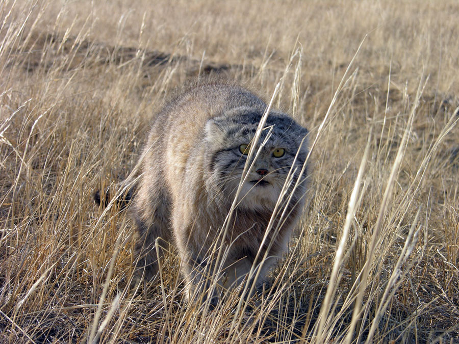 Дикий кот манул
