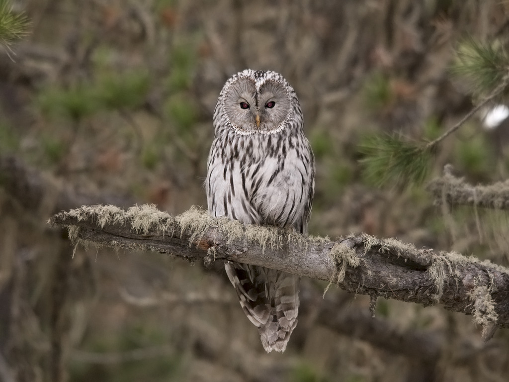 Длиннохвостая неясыть - Strix uralensis
