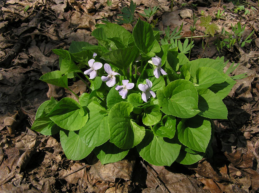 Фиалка удивительная Viola mirabilis L.
