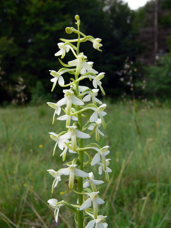 Любка двулистная  Platanthera bifolia
