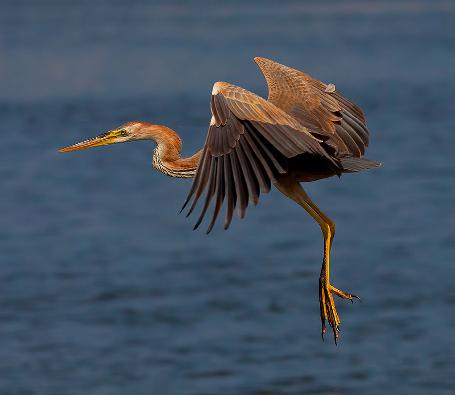 Цапля рыжая Ardea purpurea
