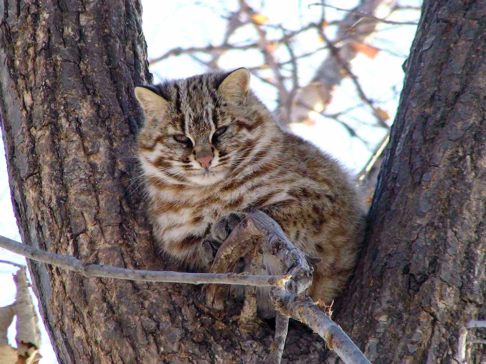 Кот дальневосточный Prionailurus bengalensis euptilurus
