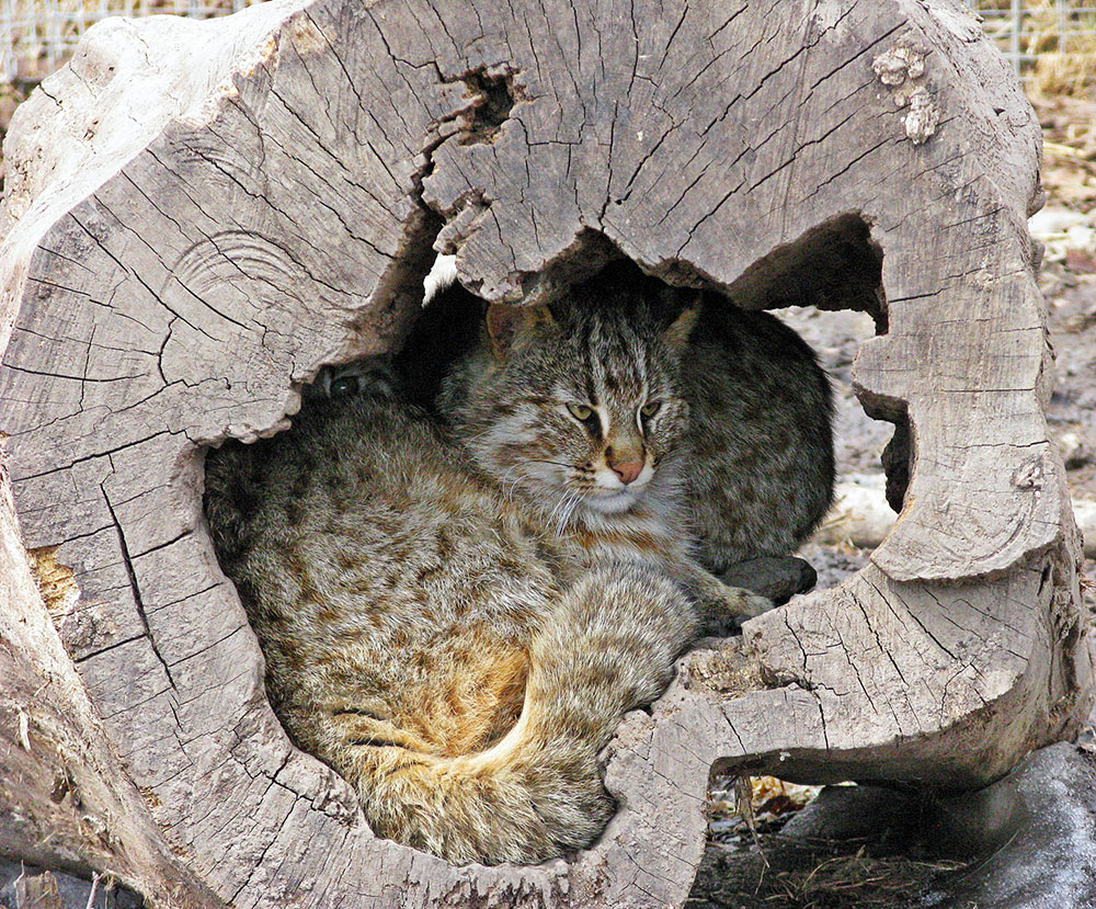 Кот дальневосточный Prionailurus bengalensis euptilurus
