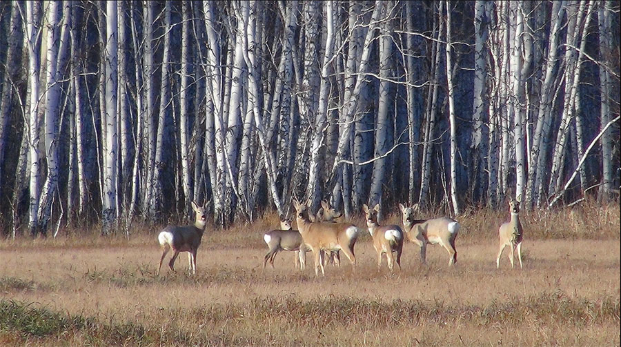 Сибирская косуля
